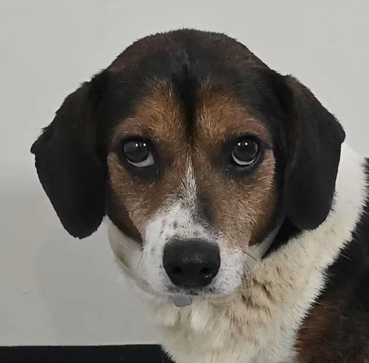 The many benefits of adopting a senior pet: Nov 1