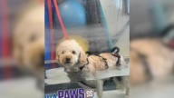 Internet In Tears As Idaho Dog Paralyzed For Over A Year Walks Again