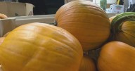 Pittsburgh-area farm has worst season ever for pumpkins, owner says