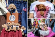 Costumed canines strut stuff at NYC's Halloween Dog Parade