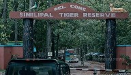 Similipal Tiger Reserve To Reopen For Tourists On Oct 18