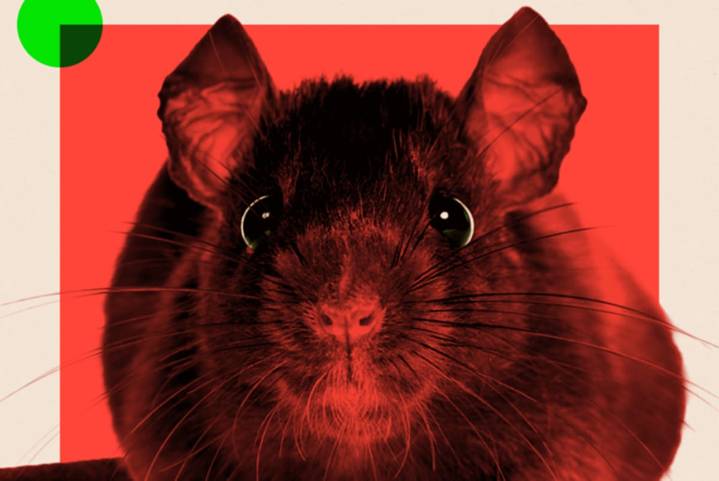 Qué no hacer y qué sí. Cómo nuestros hábitos explican que cada vez haya más ratas en las ciudades