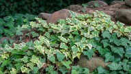 3 enredaderas que florecen todo el año y llenan tu jardín de color: cómo podés cuidarlas y mantenerlas