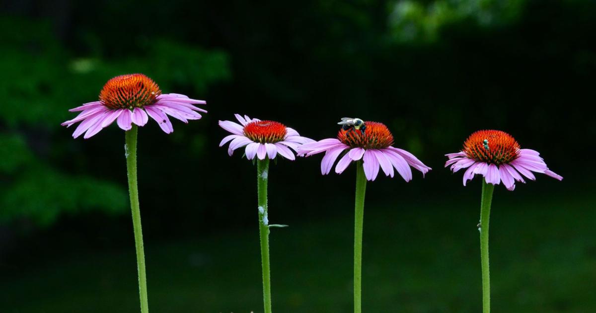 Good 2 Grow: Fall can be the perfect time to add to your garden