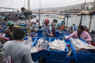 Produce incrementa cuota de captura de pota a 609 mil toneladas para 2025