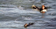 Sea Otter Surfboard Hijacking at Steamer Lane |