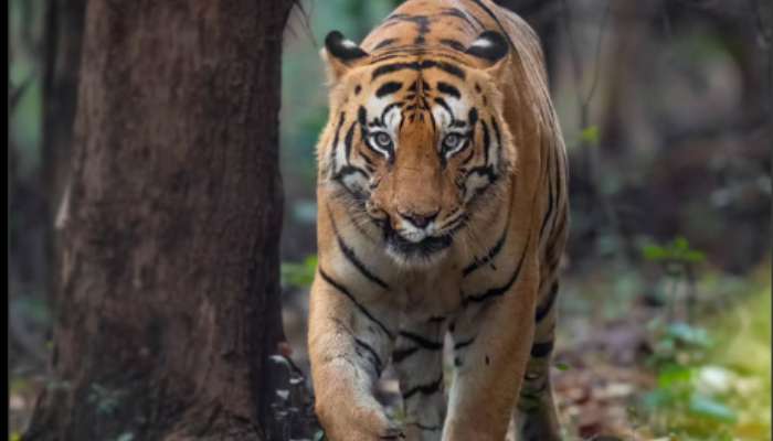 Who is Chhota Matka, the ferocious tiger viral on social media, and the legend behind his name