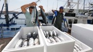 Adiós a los «monos», los últimos bonitos que pescó la flota en una costera en la que repuntaron las capturas