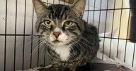 PETS OF THE WEEK: Chase and Kentrell