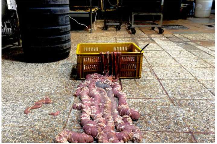 Heces de roedores y contaminación: sellan fábrica de morcilla en Kennedy