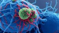 Covid mRNA Vaccine May Be Used To Fight Lung, Skin Cancer