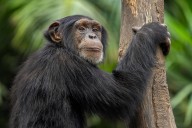 Why do so many female animals live longer than males? New research