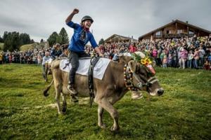 Ready, set, moo! Women jockeys saddle up for Swiss Cow Grand Prix