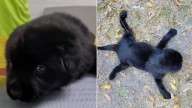Iowa Rescue Pup With Rare Disorder Defies Odds And Runs Into A New Life