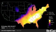The US saw a 'billion bird night club' on Oct. 8. See migration map