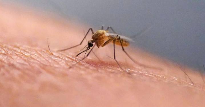 What is the chikungunya virus now transmitted in the US for the first time in years?