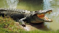 Odisha man fights with crocodile to save his goat, loses hand