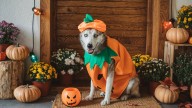 Cuidado con las tradiciones de Halloween: puedes acabar en el veterinario si tu perro come esto
