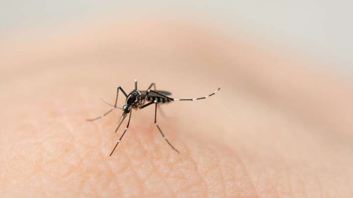 Encuentran Mosquitos en Islandia por Primera Vez en la Historia; Alertan de Expansión en la Isla