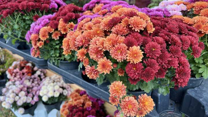 The Best Mums To Plant In Your Garden For Blooms All Fall Long