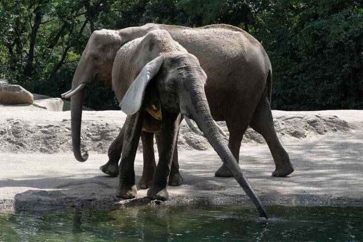 Pittsburgh Zoo Moves Sister Elephants to Conservation Center to Grow Herd