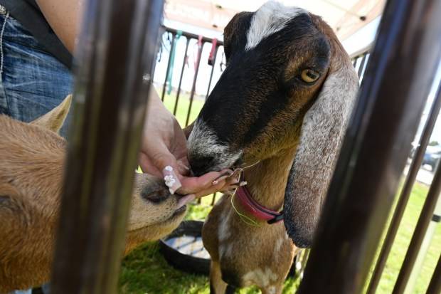 This week in the cafeteria: Pork that also went to school