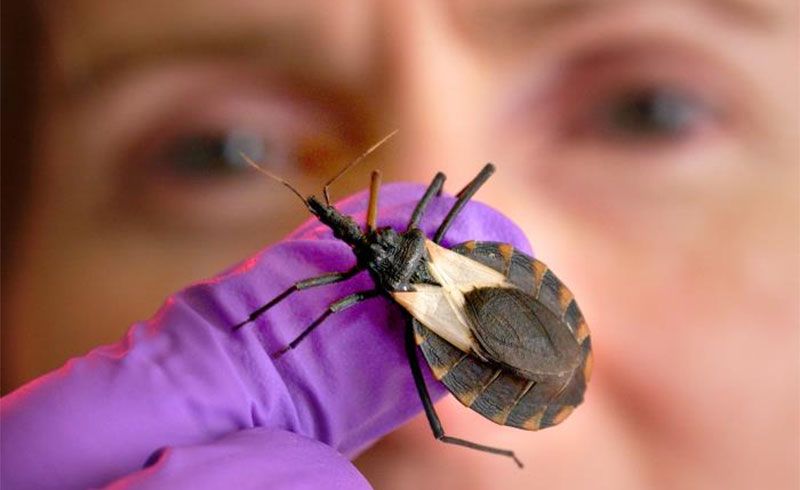 Argentina aprobó el primer test molecular para detectar Chagas en recién nacidos