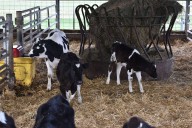 Local dairy farmers chip in to help Mock family