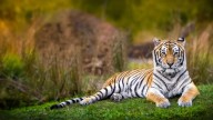 6 Best Post-Diwali Family Retreats In The Wild