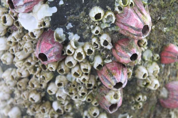 How do barnacles mate? Their penises taste and smell
