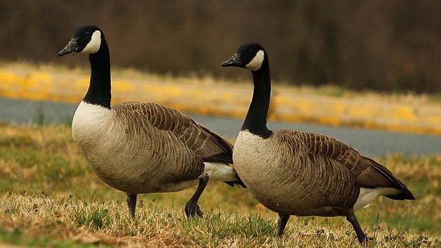 Canada Geese Return Home Just to Shit All Over It