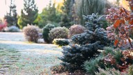 Fall Care Tasks That Will Help Your Evergreen Plants Thrive During Winter