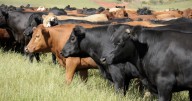 Reportan ganaderos pérdidas económicas por gusano barrenador