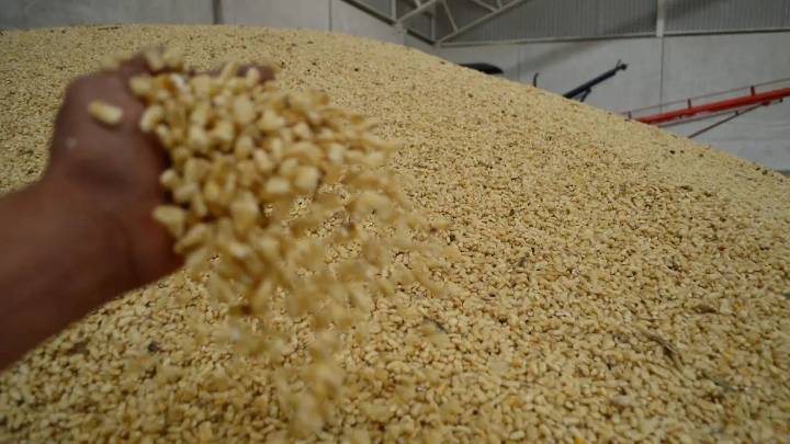 Pagarán a siete mil 200 la tonelada de maíz y en 27 mil pesos la tonelada de frijol a productores