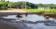 No Road Maintenance Before Durga Puja on Khowai–Agartala via Hezamara Route, People Still Suffering Amid Festivities