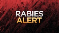 Fox tests positive for rabies, Bexar County health officials say