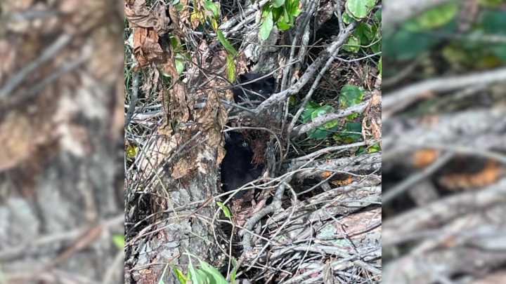 What Started As Roadside Cleanup In Rhode Island Turned Into A Rescue Of Babies Tangled In Briars