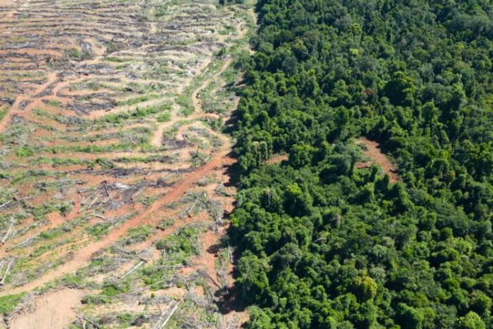 Protected areas hit hard as Mekong countries’ forest cover shrank in 2024