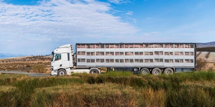 SENASA actualiza normativa para transporte de animales vivos y refuerza control logístico nacional