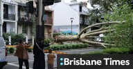 Wild winds hit Sydney felling trees across the city, after burst of early summer weather