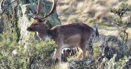 Wild deer 'failure': unexpected jump in feral numbers