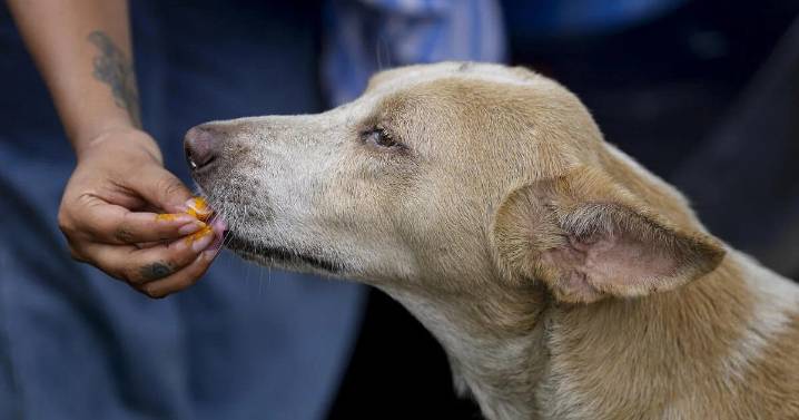 India No respect for court order...let them come: SC on stray dogs case