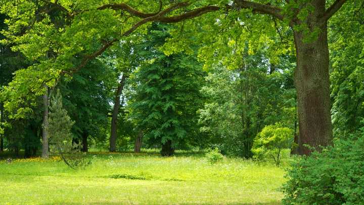 Piden 3.500 euros de multa para el hombre que intentó cazar a una especie en peligro de extinción en un parque natural de Asturias