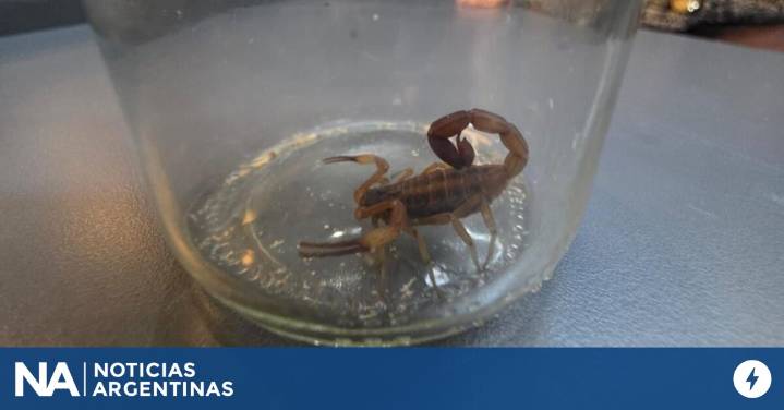 La decadencia de ARCA: denuncian que en la agencia que recauda la plata del país conviven con cucarachas