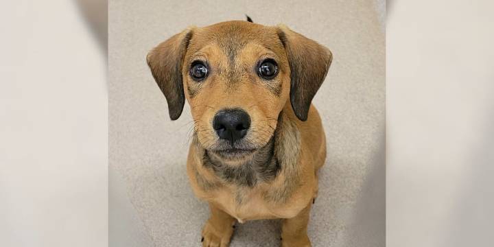 Pet of the Week: Meet Rascal!