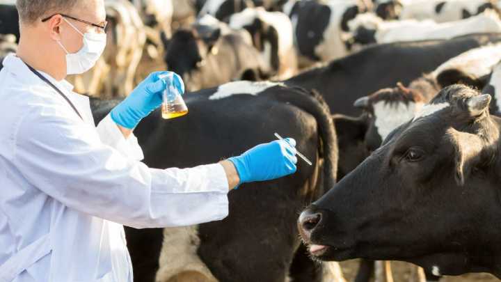 En Casanare funcionará un centro de biotecnologías ganaderas