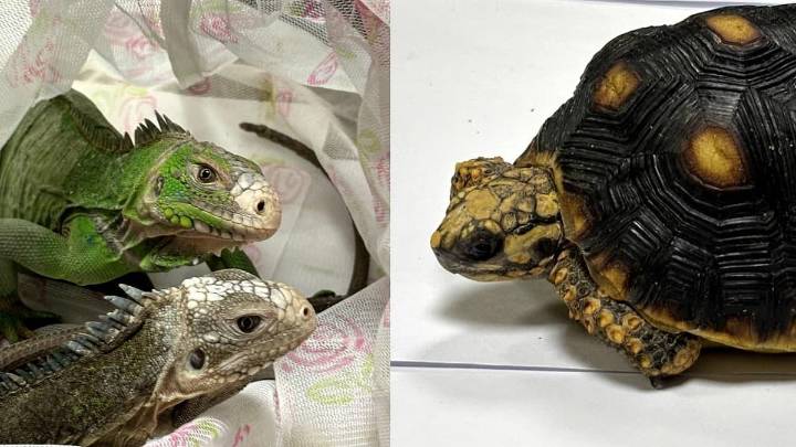 Mumbai News: Passenger Held At CSMIA For Smuggling 154 Exotic Wildlife Species From Bangkok