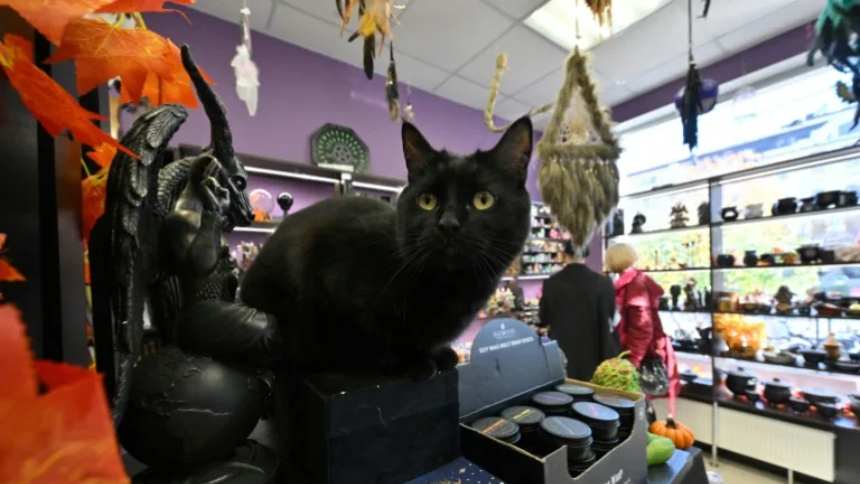 Prohibieron la adopción de gatos negros durante Halloween en una ciudad española, esta fue la explicación de las autoridades