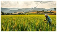 Uttar Pradesh's Agricultural Sector To Propel With Real