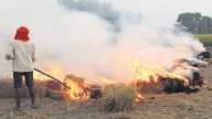 Haryana sees 95% drop in paddy stubble burning: only seven incidents as of Oct 6 compared to 150 in same period last year